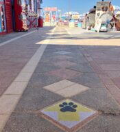 ingresso alle spiagge pet friendly