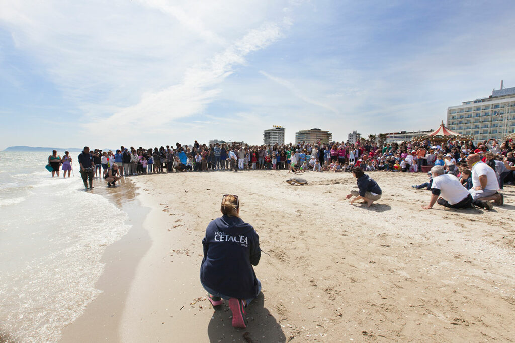 Fondazione-Cetacea-Rilascio-Tartarughe-Sulla-Spiaggia-Riccione