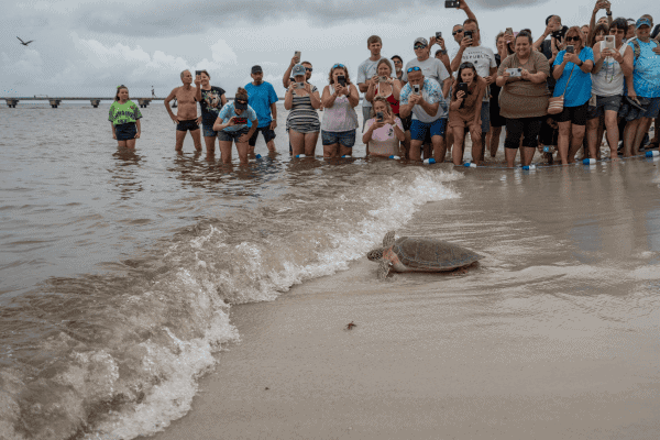 Rilascio tartaruga in mare a Riccione