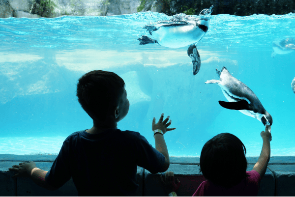 Pinguini all'Acquario di Cattolica