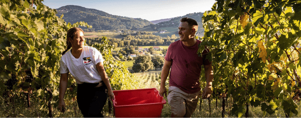 Le vigne dell'Agriturismo I Muretti, vicino a Riccione