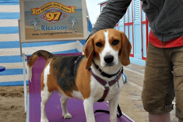 Spiaggia pet friendly a Riccione