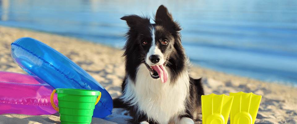 Le migliori spiagge per cani a Riccione