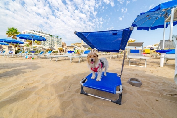 Spiagge per cani a Riccione centro